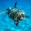 The Court finds that Greece has failed to protect the sea turtle Caretta caretta
